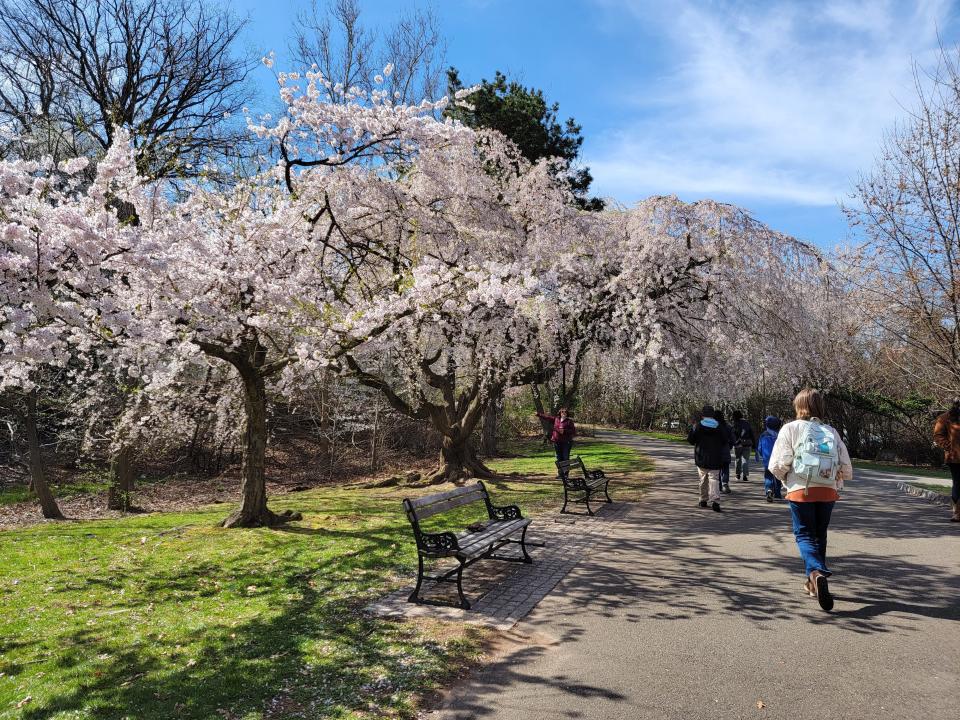 A young girl with a backpack walks on a path next to a park bench shaded by the bough of a sweeping, white-blossomed tree.