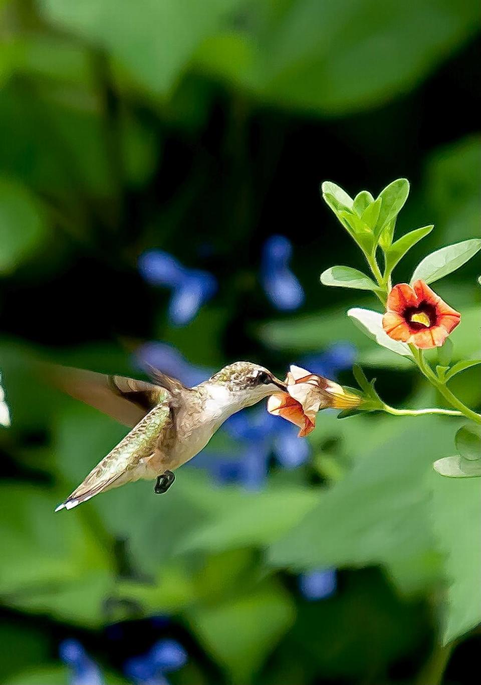 A Ruby-throated Hummingbird found the Superbells Tangerine Punch calibrachoa at The Garden Guy’s house to his liking, including spending extra time on an old blossom.