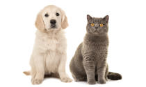 <p>Wer Hunde und Katzen betreuen lässt, kann die Kosten dafür in der Steuererklärung angeben. Das gilt sowohl für Betreuung während der Arbeitszeit, wenn etwa ein Hund tagsüber ausgeführt wird, als auch für Pflegezeiten während eines Urlaubs. </p>