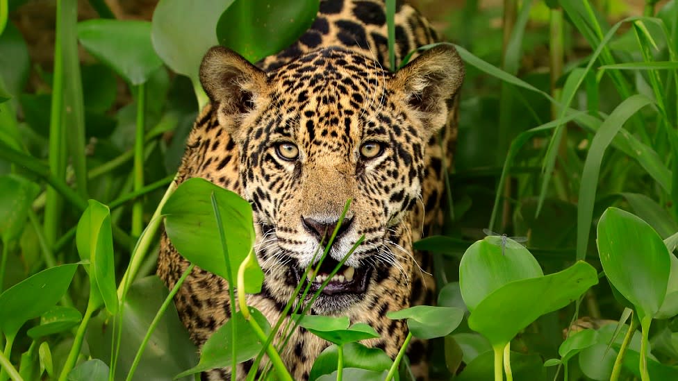 Jaguar