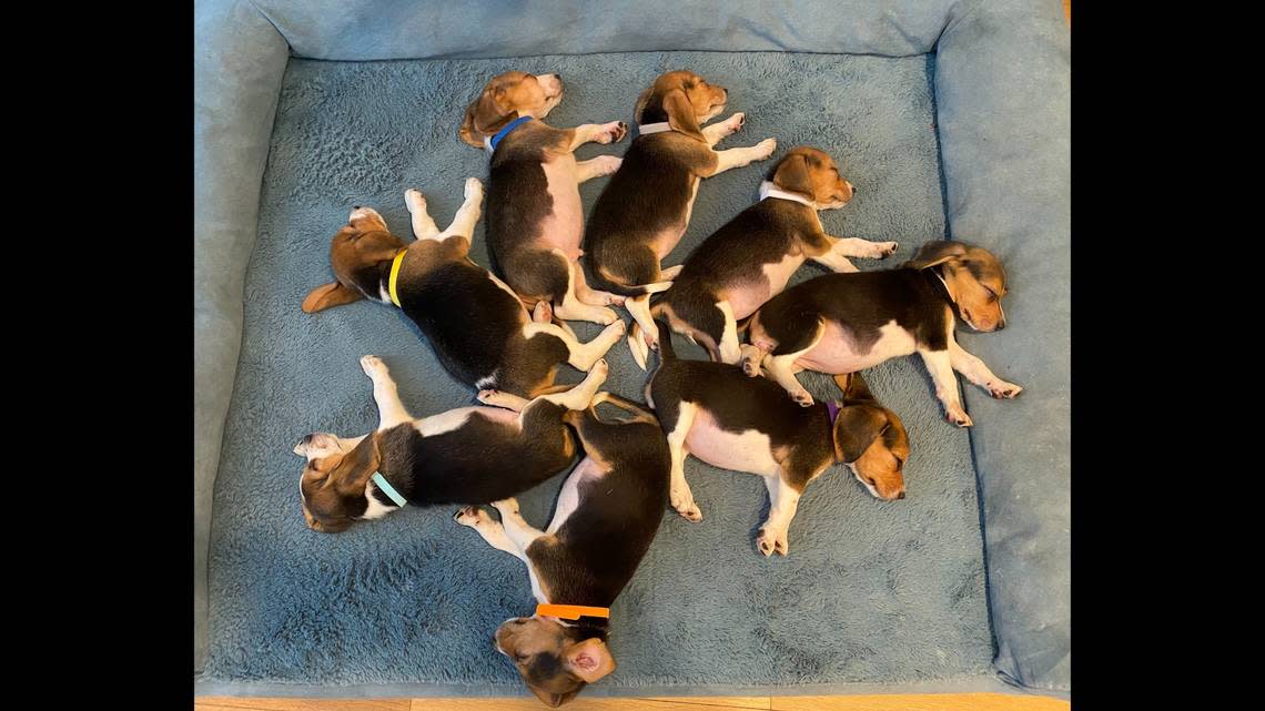 Mamma Mia’s eight puppies - seven females and one male - that rescuers now call “princesses” and “prince.”