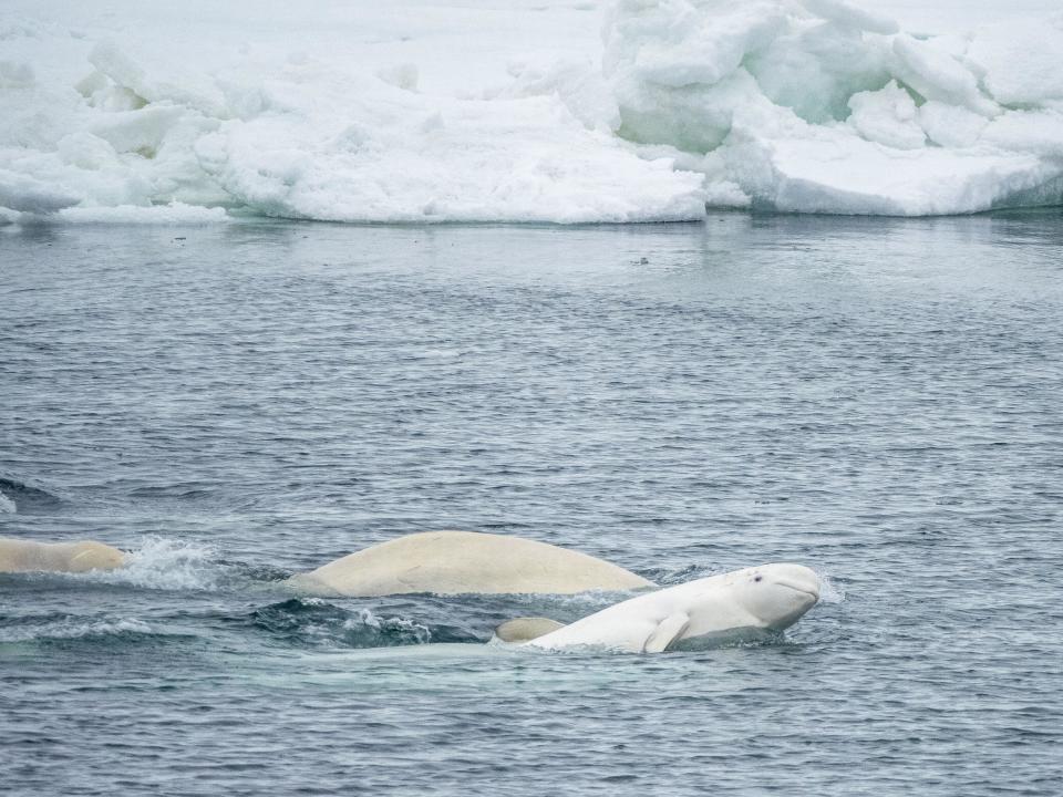 A small pod of beluga whales consisting of several males and one female in Svalbard, Norway (Alamy/PA)