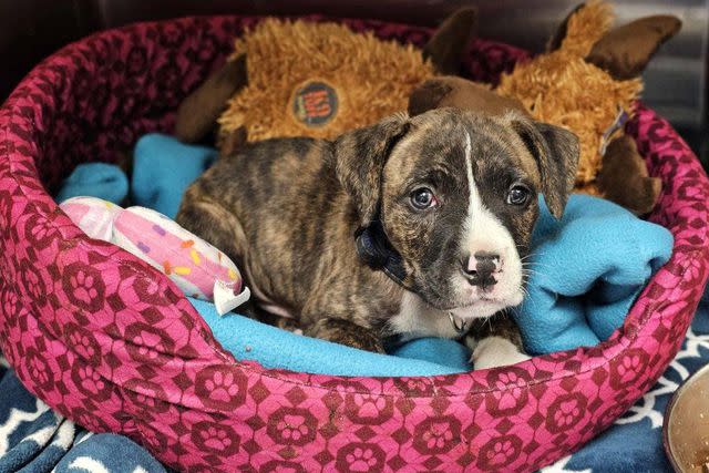 <p>credit: Animal Friends Humane Society/Facebook</p> Ryder, the puppy who was found abandoned in an Ohio park