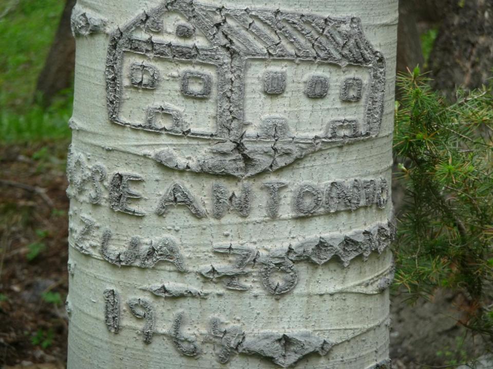 Imagen tallada en gris de una casa con texto debajo en la corteza plateada de un árbol