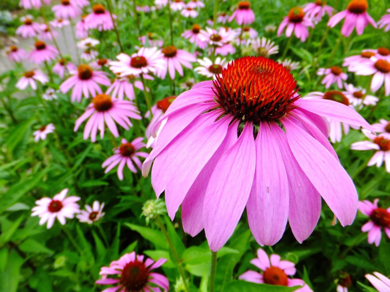 purple coneflowers