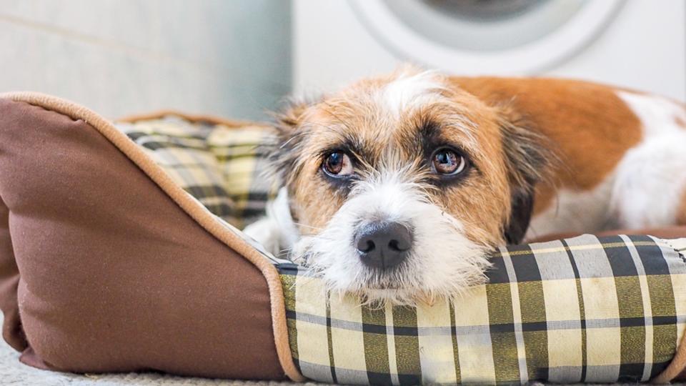 Sequestering your dog in a bathroom or laundry room can act as a sound buffer.