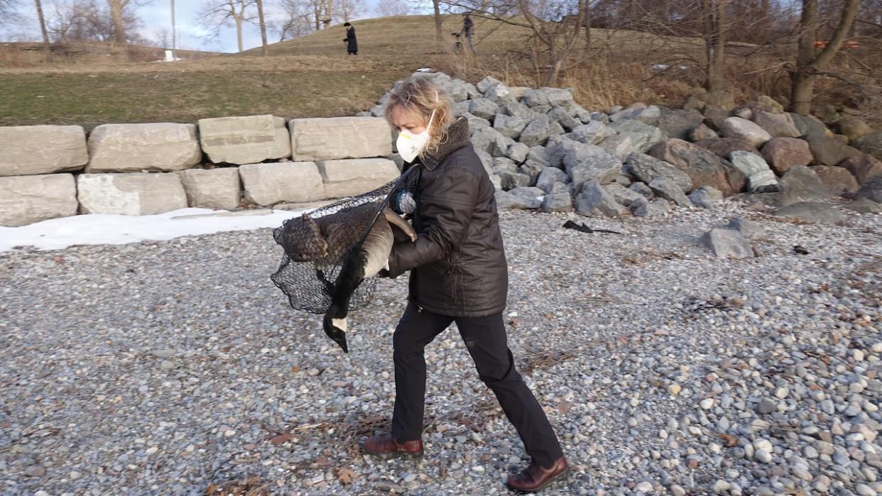 Paulanne Peters, a volunteer with the Sandy Pines Wildlife Centre, picks up a sick goose in her net on Friday. Several dozen geese have died or fallen ill in Kingston, Ont., in recent days, and one expert says avian influenza is a prime suspect. (Dan Taekema/CBC - image credit)