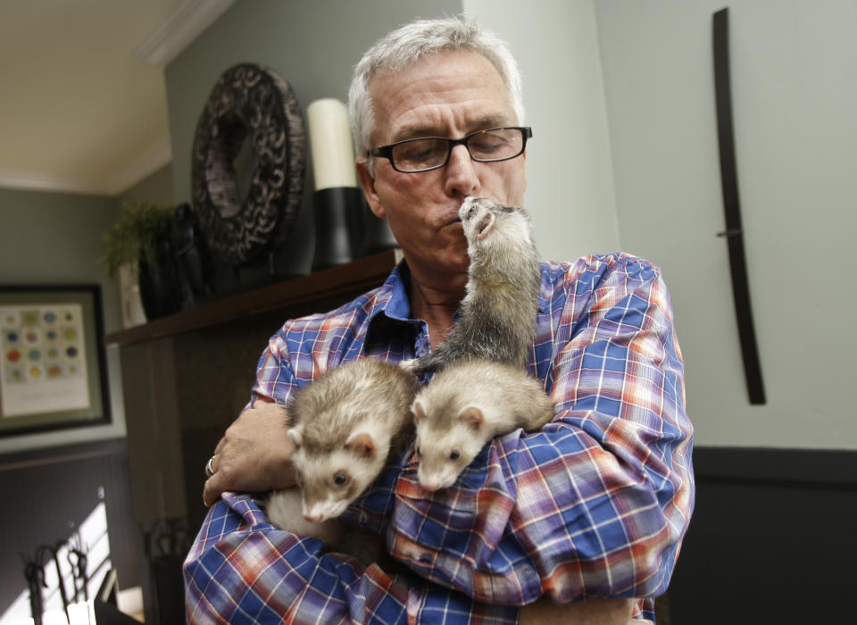 In this Wednesday, Dec. 19, 2012 photo, Pat Wright, an advocate for legalizing ferret ownership in California, gets a kiss from one his three ferrets at his home in La Mesa, Calif. The ferrets live peacefully along with Wright's three dogs and a cat. ferret fans argue that the foot-long domesticated creatures make excellent pets and shouldn’t be regulated by wildlife agencies as such. (AP Photo/Lenny Ignelzi)