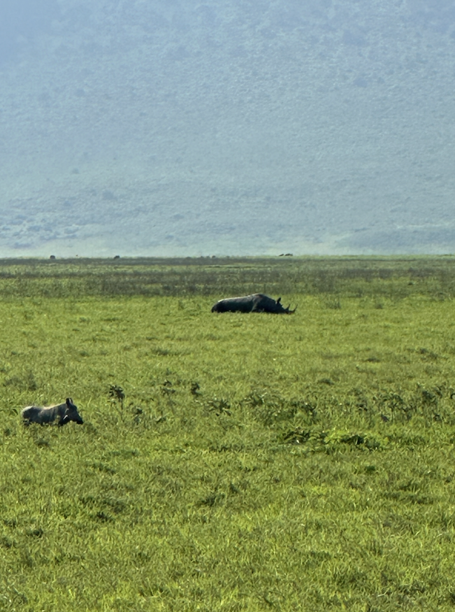 various photos from the ngorongoro crater