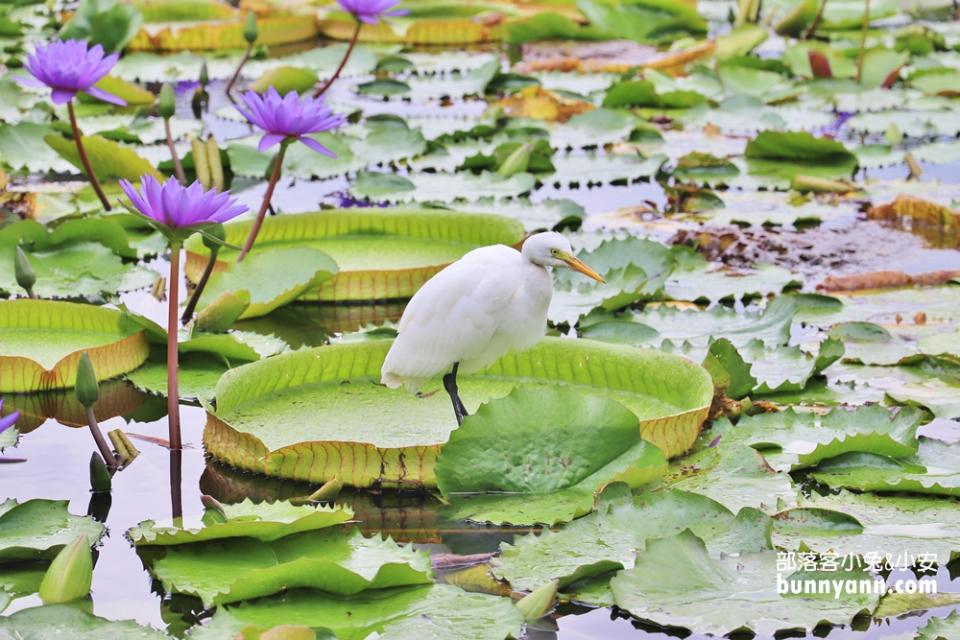 花蓮「蓮城蓮花園」