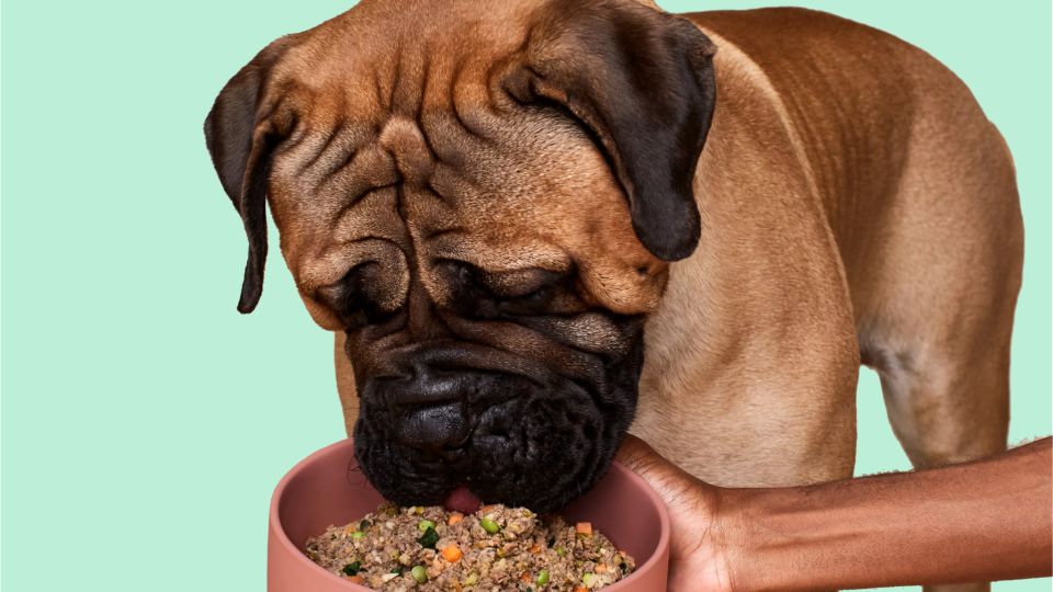 Craft a healthy meal plan for your beloved pup at Ollie.