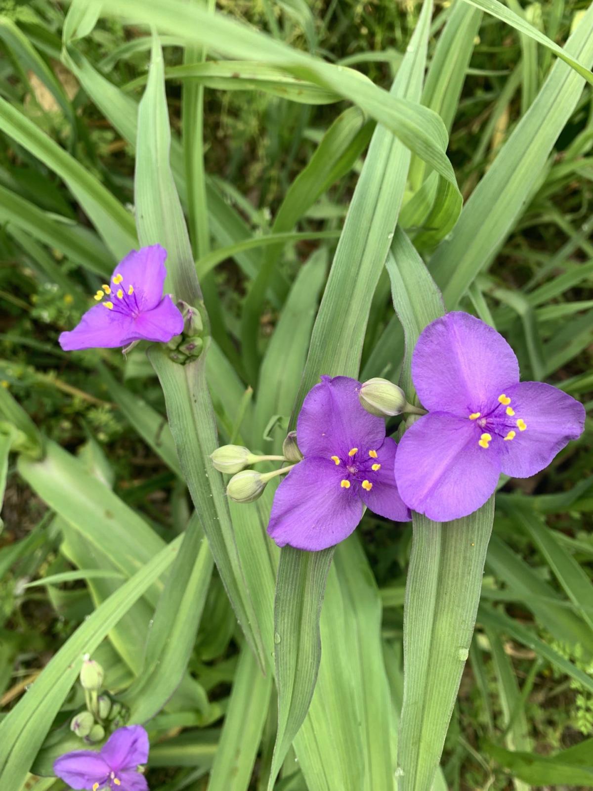 Plant these wildflowers in Wilmington landscapes when you can't