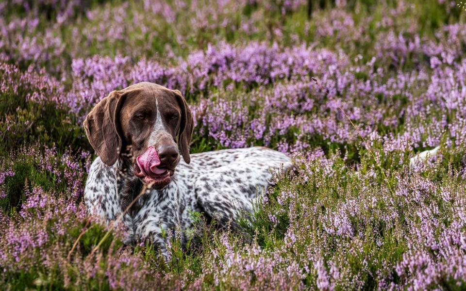 A pointer flushes out grouse from heather on the Remony Estate, Kenmore in Perthshire - chris strickland