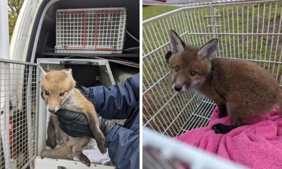 Bradford Telegraph and Argus: The RSPCA has issued a warning after two fox cubs were trapped in football nets.