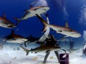 "Du musst ruhig bleiben, weil Haie Angst spüren. Wenn du in Panik gerätst und wegschwimmst, werden sie dich holen. Also musst du dich selbst wie ein Raubtier verhalten", erklärte der Unterwasser-Fotograf. (Bild-Copyright: Troy Iloski/Caters News)