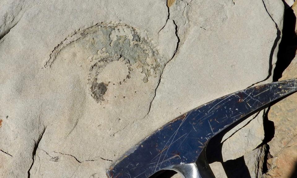 A team of paleontologists and volunteers found this and other ammonite fossils near Lake Shasta on March 24, 2021.