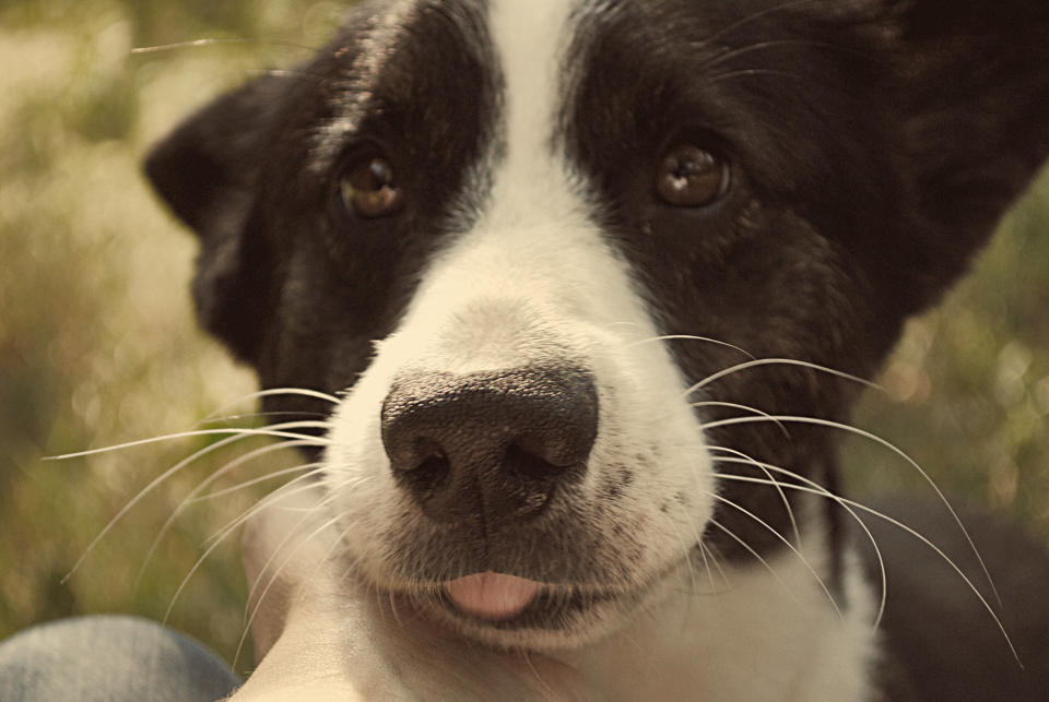 Portrait of black and white cardigan corgi being petted by its owner.