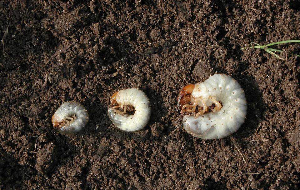 White grubs look alike. The species, from left to right, Japanese beetle, European chafer and June bug grubs.