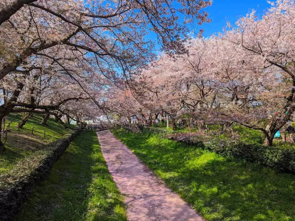 日本櫻花2024｜東京賞櫻10大必去景點一日遊推薦！每人低至$233起 淺間公園櫻花樹下富士山、目黑川遊船體驗