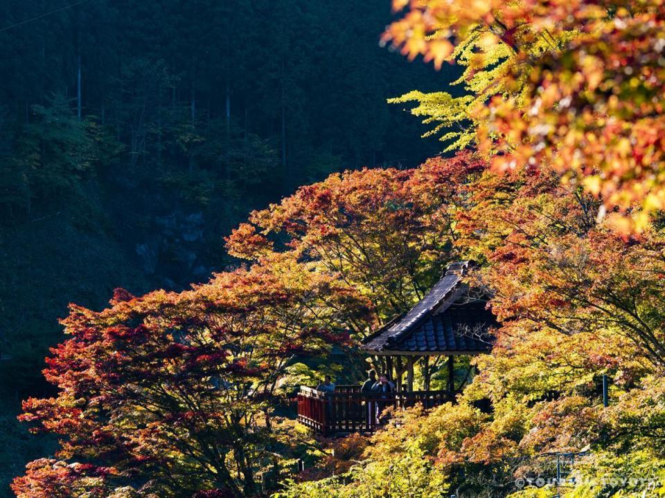 「大井平公園」秋季是近期人氣漸長的賞楓地。（TOURISM TOYOTA提供）