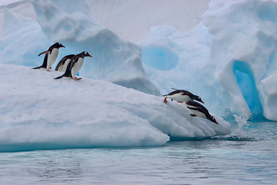 Five penguins in the snow. Two are diving into the water. 