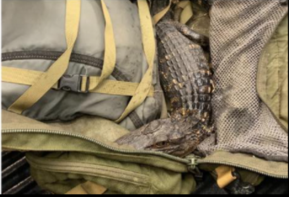 This young alligator was found during a traffic stop in Berkeley County, SC.