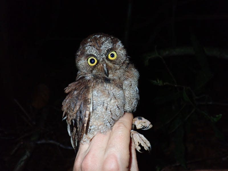 Photo of owl