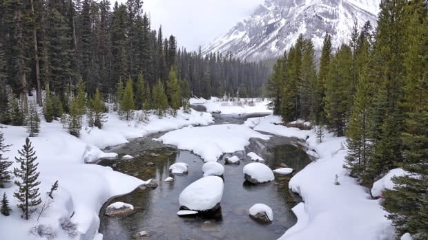 Naturalist Brian Keating says dippers make their habitat in mountain creeks and streams.