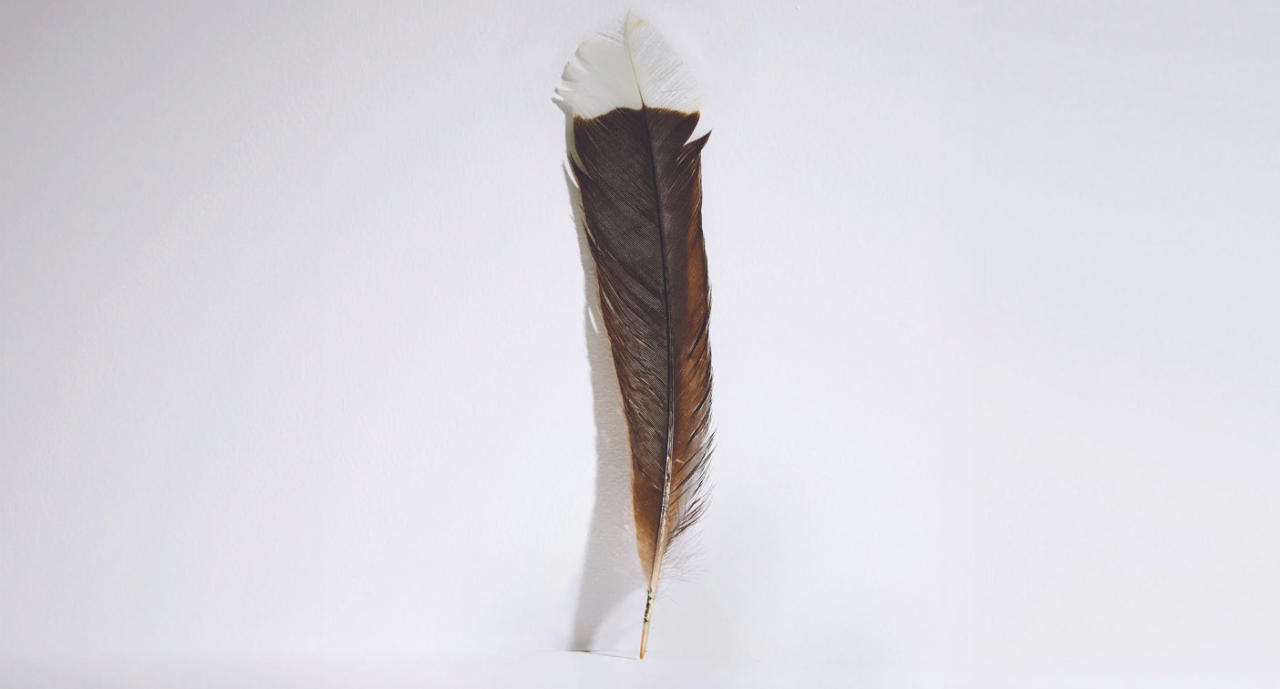 The single feather attracted plenty of interest. Source: Webb's Auction House