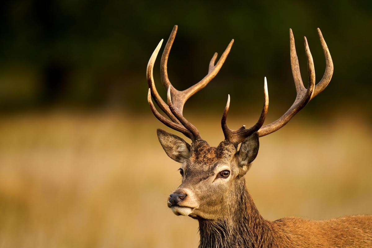 Deer in Richmond Park, London <i>(Image: PA)</i>