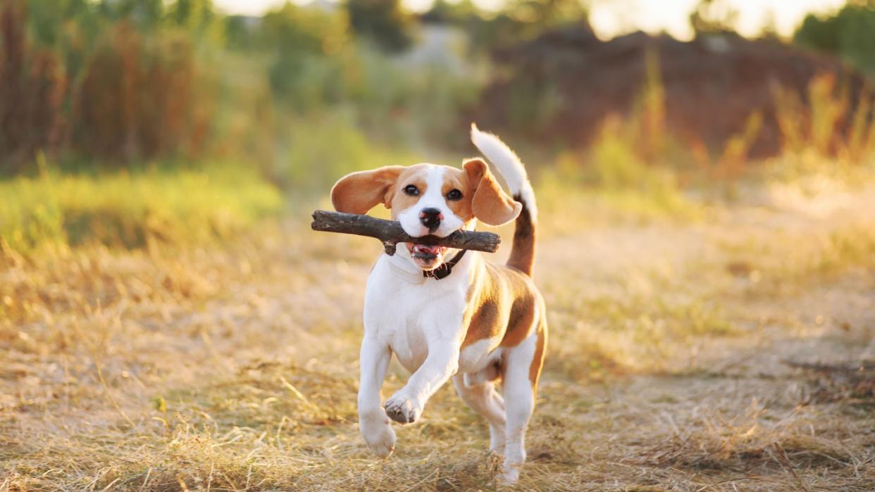 a beagle happily retrieves a stick