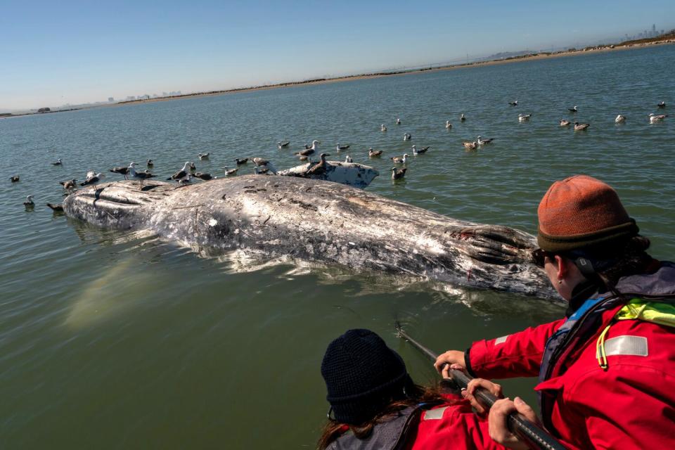 Marine Mammal Center interns submerge a camera on the end of a pole in waters near Richmond, California.