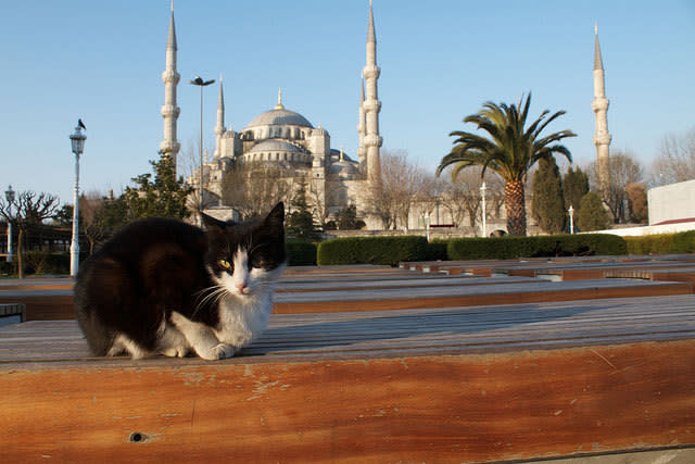A stray cat is seen in front of Aziz Mahmud Hüdayi Mosque in Istanbul, Turkey [Brian Gratwicke/Flickr]
