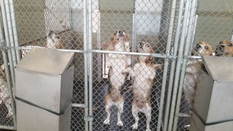 Beagles in breeding facility in Cumberland