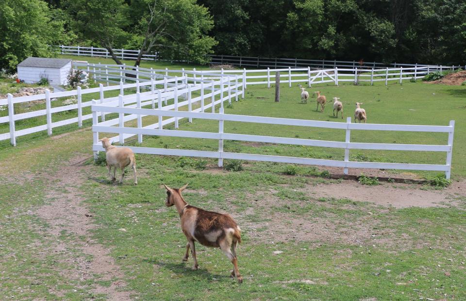 Goats and sheep head to one of the nine pastures on the property.