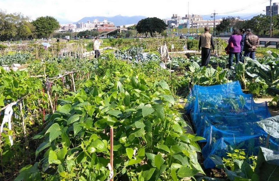 位於三重新北大都會公園的「樂活農園」耕作格位四日起開放抽籤登記，參與的農夫市民還可互相觀摩及聊天。（記者吳瀛洲攝）