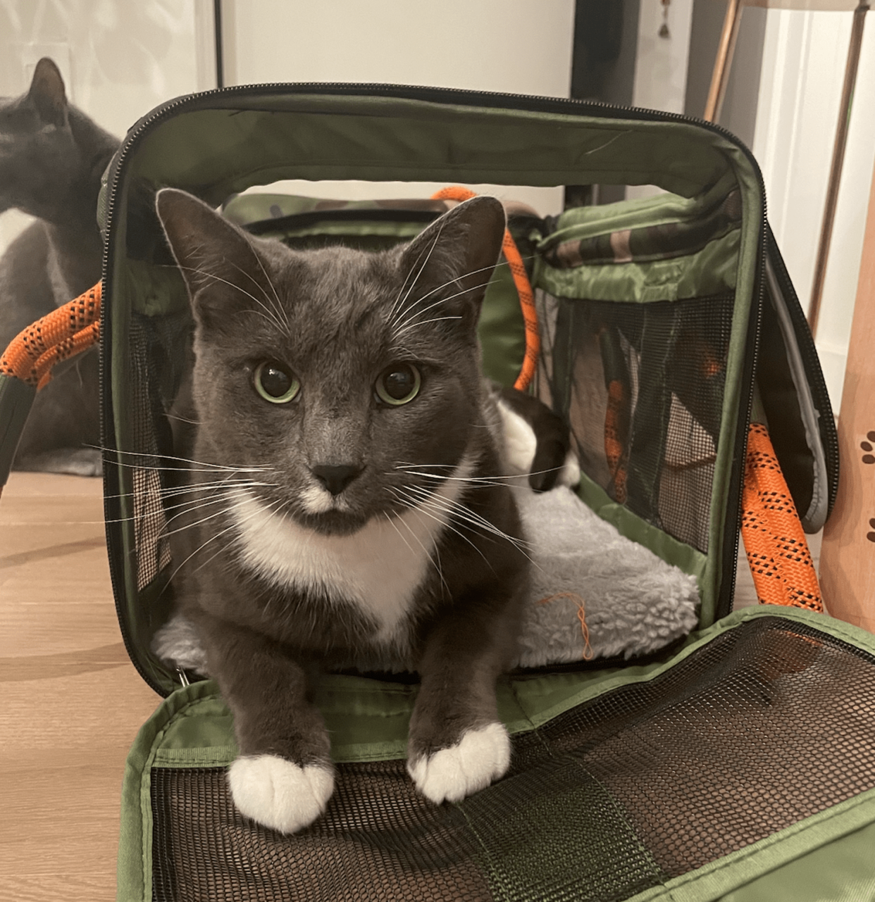 Roverlund's pet carrier is available in a large size, which is great for big cats like Enzo. (Courtesy Rebecca Rodriguez)