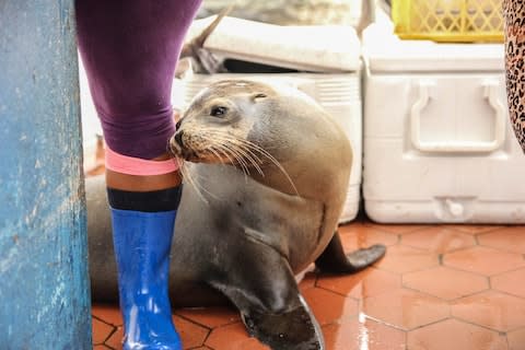 A sea lion scrounges for scraps at Puerto Ayora fish market - Credit: GAVIN HAINES