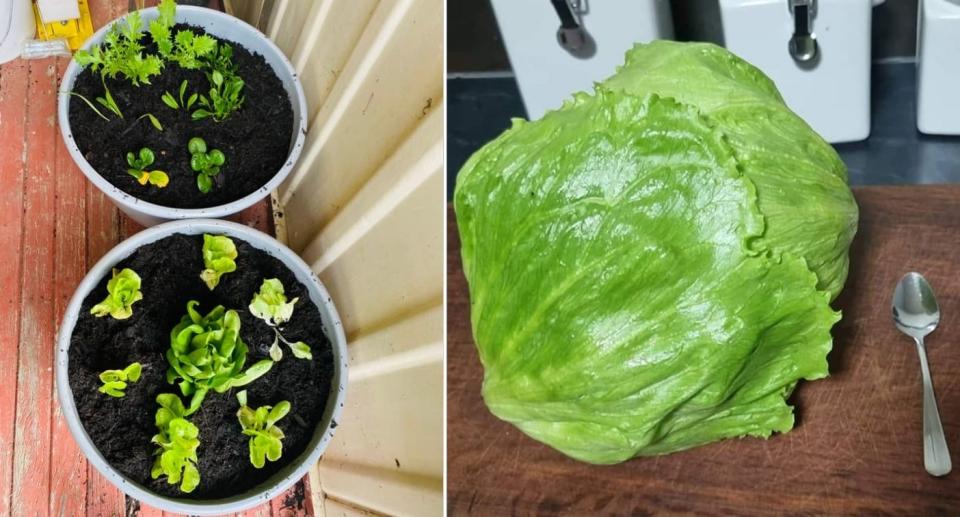 Aussie shoppers' photos of homegrown lettuce