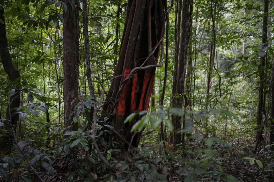 Red marks on a tree serve as a boundary marker of the Tassawini gold mining operation, in Chinese Landing, Guyana, Monday, April 17, 2023. The mining operation spans 3,400 acres or 1,380 hectares, in an area known as Tassawini, which means “clear water” in the Carib language. (AP Photo/Matias Delacroix)