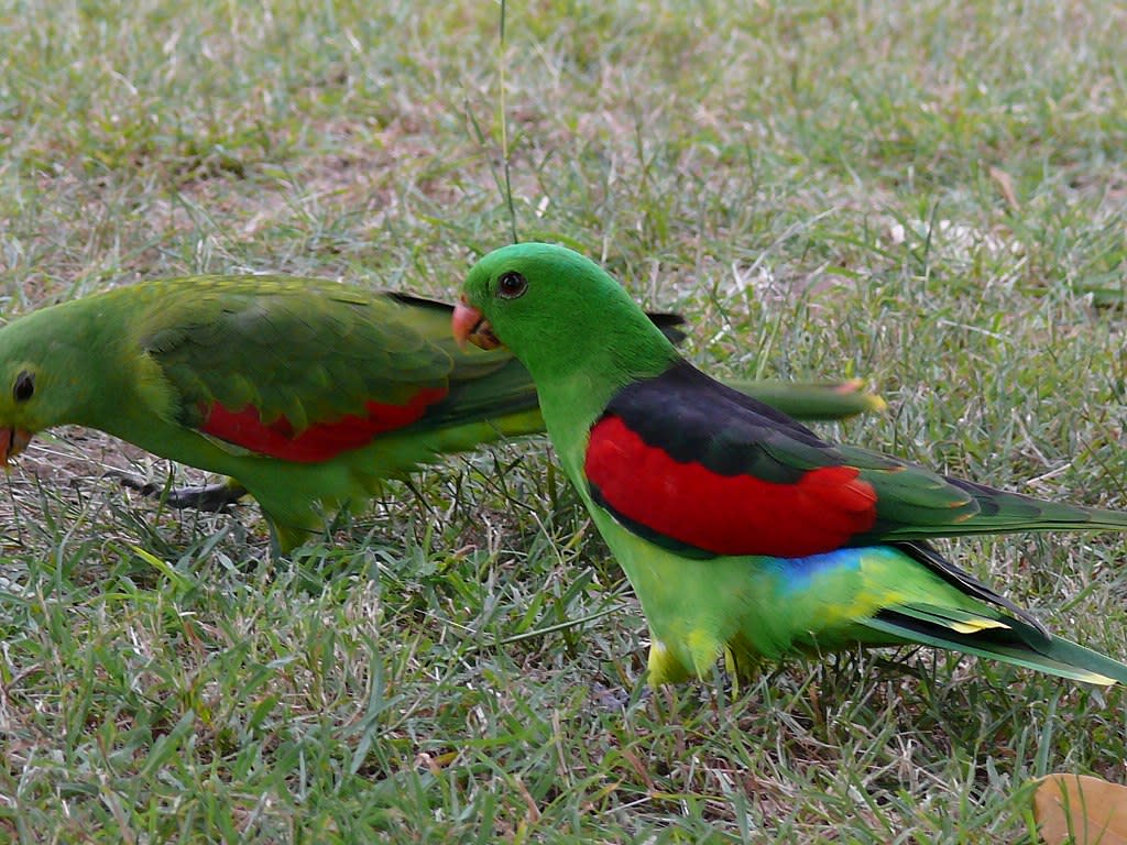 Pareja de papagayos alirrojos Aprosmictus erythropterus buscando comida por el suelo en Australia. Si lo que encuentran es un mango fermentado al sol, comienzan los problemas. (Imagen Creative Commons vista en Wikipedia).