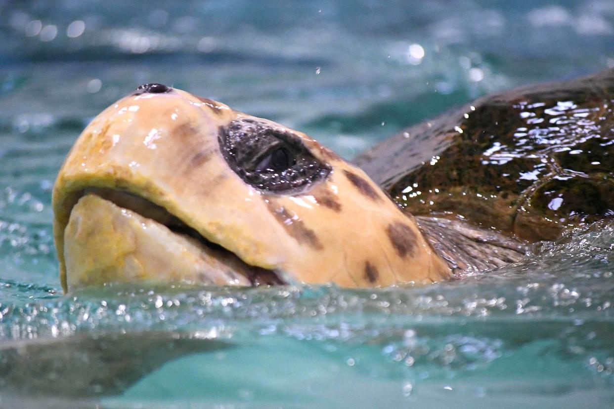 Snooki a female Loggerhead Sea Turtle rests in her 5000-gallon tank on Friday Jan. 26, 2024, at the Karen Beasley Sea Turtle Rescue and Rehabilitation Center in Surf City, N.C.