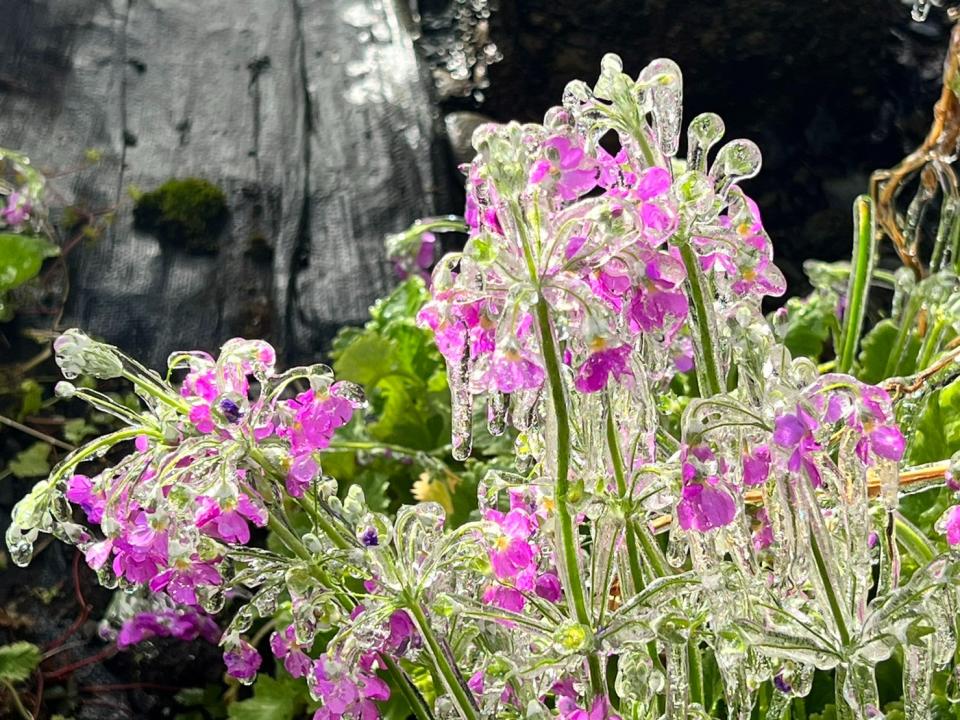 冰晶花。武陵農場提供