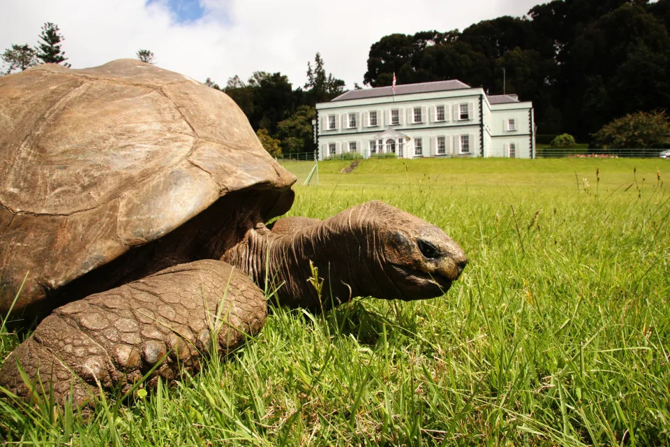 Tartaruga Jonathan tem por volta de 190 anos e é o animal terrestre mais velho do mundo. Foto: Getty Images.