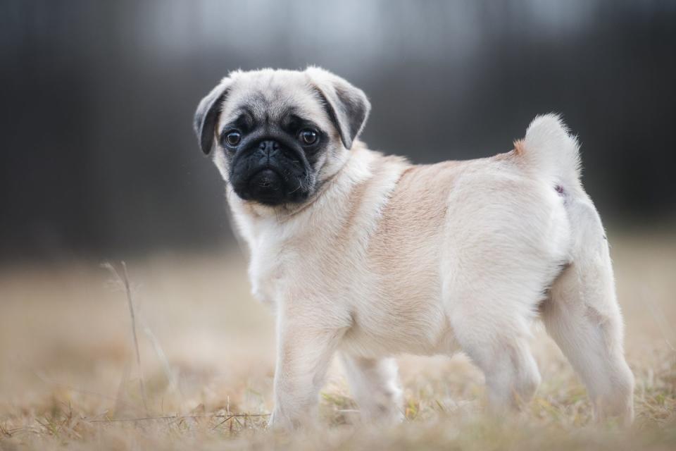 pug