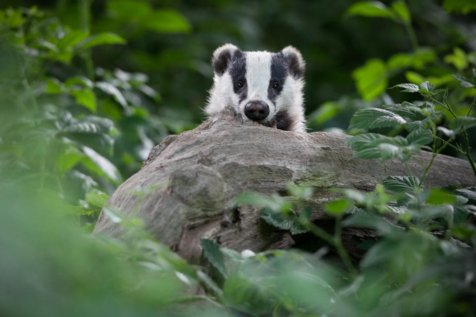 a badger