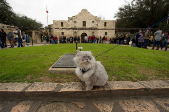 And he made it to the Alamo in Texas