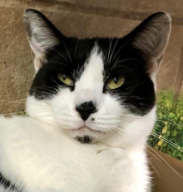 Name: Mr. Meowzer

Gender: Male

Age: 5 years old

Weight: 9 pounds

Species: Cat

Breed: Domestic Shorthair – White/Black

Orphaned Since: October 2021

Adoption Fee: $65.00

 

Greetings, I’m known as Mr. Meowzer. I’m a cool, laidback cat in search of a new forever home. I’m a bit of a couch potato but I can also be playful. Is that a feather toy in your hand? I get along with other cats so having another feline friend in the home is OK with me. I’m an affectionate boy who’s ready for lots of love with my new family. If that might be you, make an appointment to meet me at: www.spcaflorida.org/appointment.