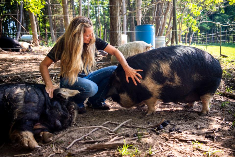 Amanda Hand loves on Duke, left, one of her boars and Keturah, right, a sow, at Mkono Farm in southern Monroe County on Wednesday, July 12, 2023. 