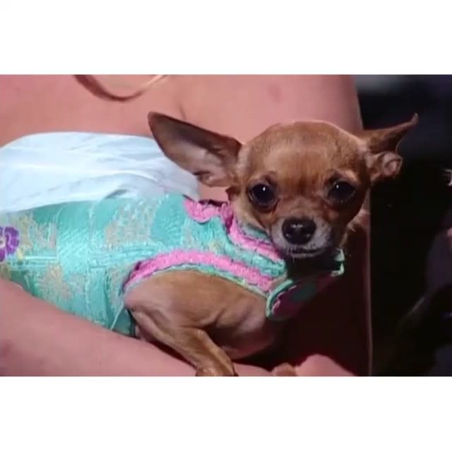 Paris Hilton's beloved purse companion has passed away. The 34-year-old socialite annoced to her 4.1 million Instagram followers on Tuesday that her Chihuahua Tinkerbell had died. "My heart is broken. I am so sad and devastated," Hilton wrote in an emoji-filled message. "After 14 amazing years together, my baby Tinkerbell has passed away of old age." "I feel like I've lost a member of my family," she continued. "She was such a special and incredible soul. We went through so much together. I can't believe she's gone. I will miss her and think about her for the rest of my life. I love you Tinky, you are a Legend & will never be forgotten. #RIPTinkerbell." <strong> PHOTOS: Stars Share Pics of Their Pets </strong> Hilton then began to post numerous photos of her and Tinkerbell's adventures together -- including photo shoots, red carpets and television appearances. "Tinkerbell lived a glamorous life," she captioned a Guess ad of her and the dog. Back in 2004, Hilton had a scare when Tinkerbell went missing. The hotel heiress offered a $5,000 reward for her pet's safe return. The dog was eventually retrieved without explanation. That same year, the satirical book <em> Tinkerbell Hilton Diaries: My Life Tailing Paris Hilton</em>, was also released. <strong> NEWS: Paris Hilton Named Her New Puppy After Herself</strong> Hilton and Tinkerbell are also credited with the trend referred to as "handbag dogs." In the words of Hilton, "#RIPTinkerbell."